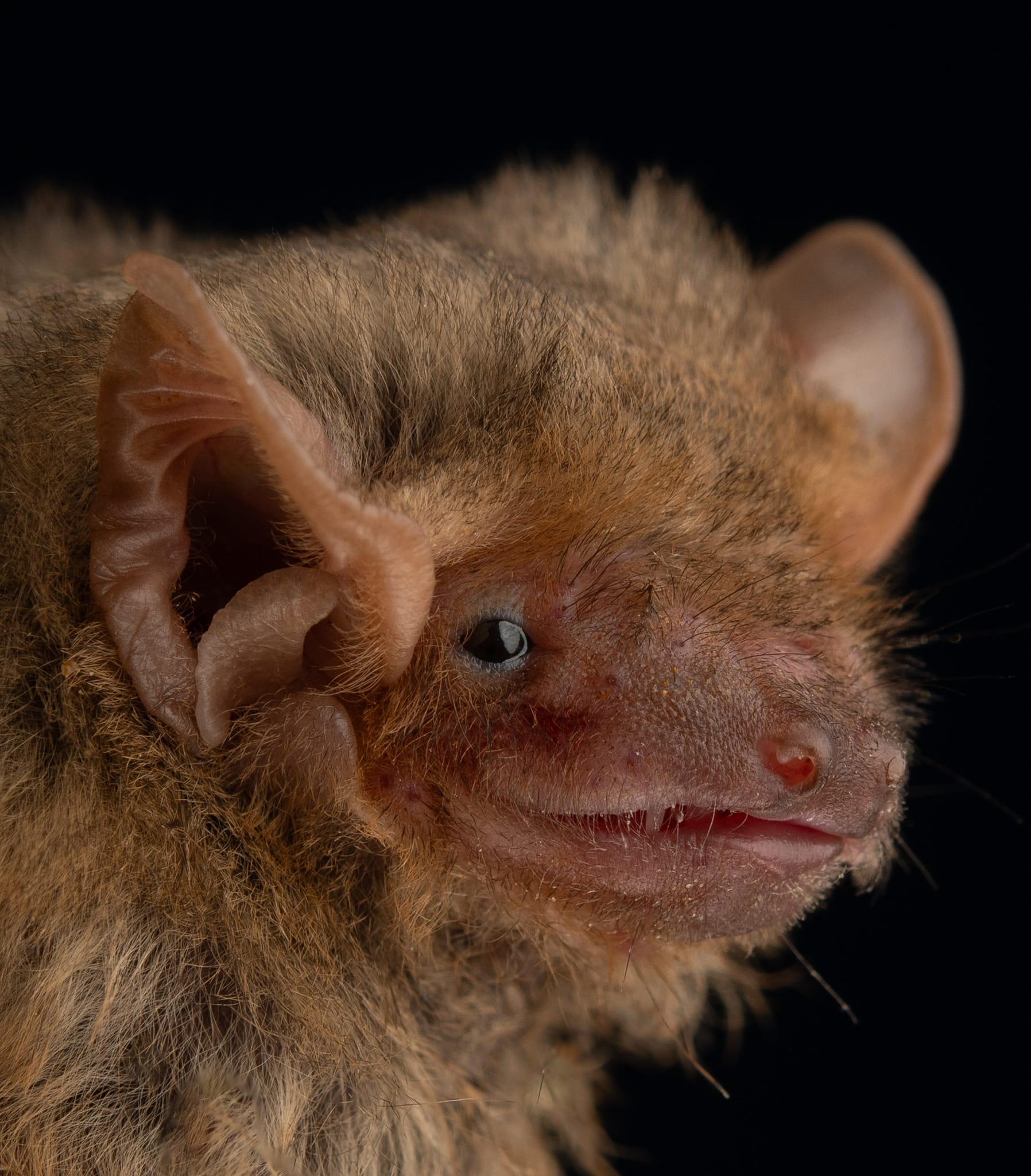 AZ Bat Rescue | Facebook