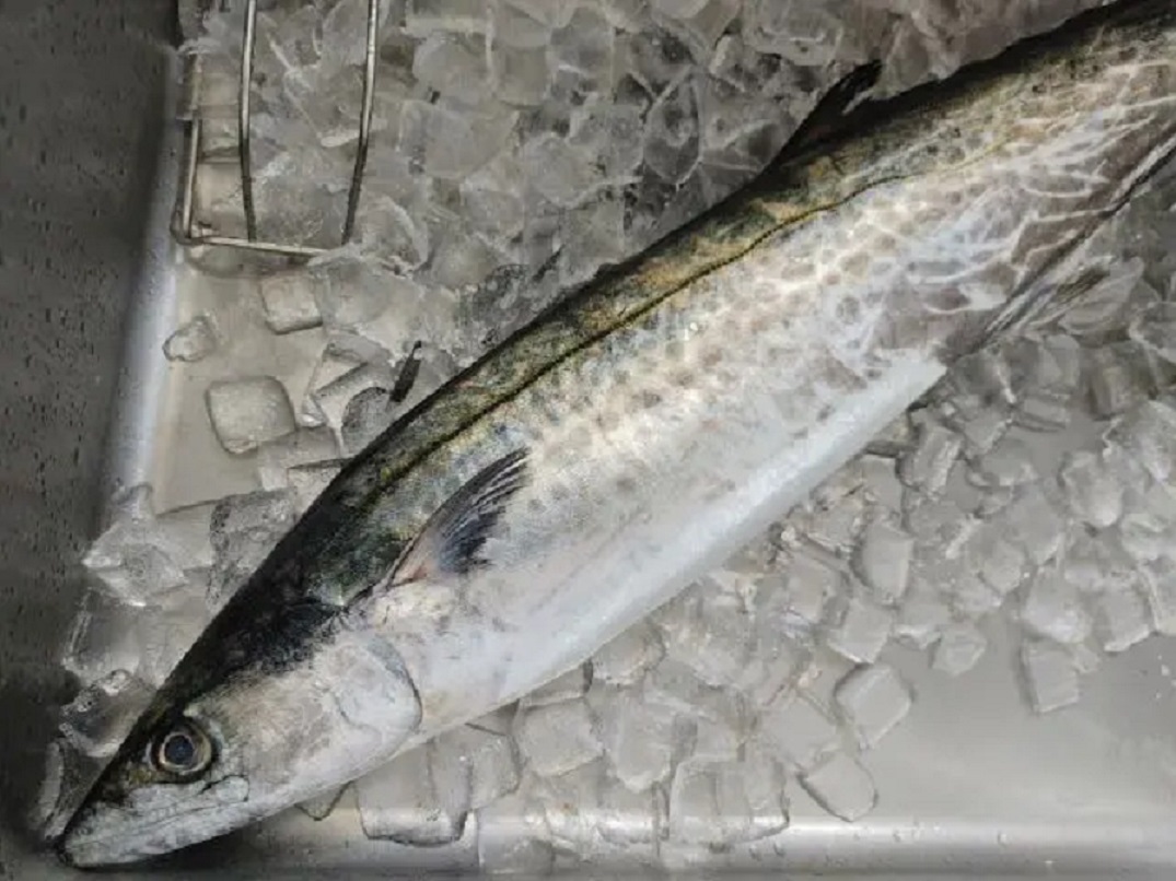 What name of this Fish in Japan? この さかな おなまえ なんですか