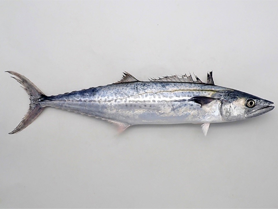 What name of this Fish in Japan? この さかな おなまえ なんですか