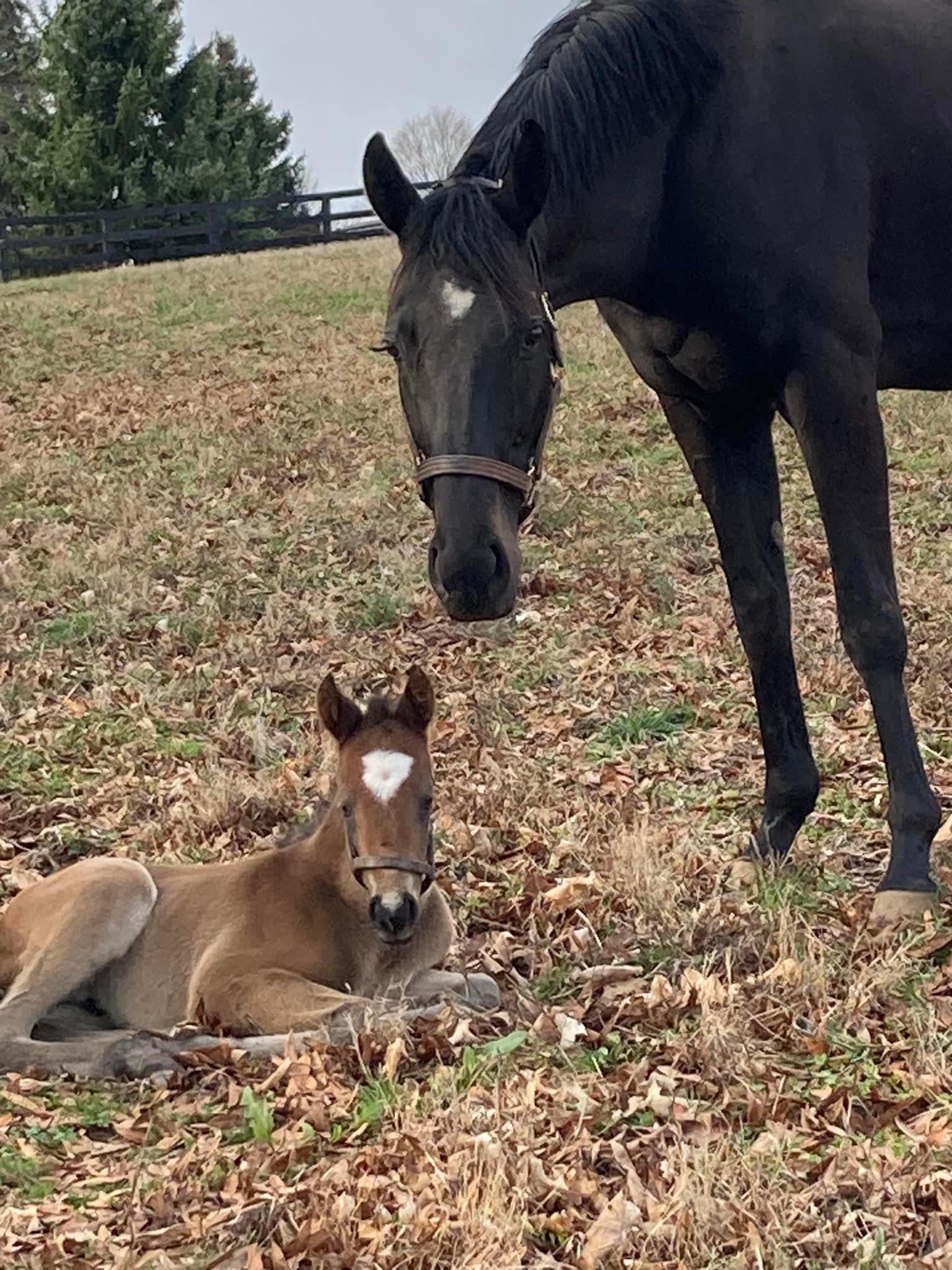 Windy Ridge Stables | Middletown CT