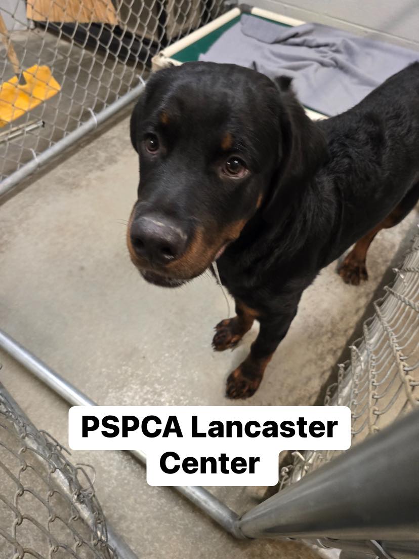 Pennsylvania - 🌟Update: this dog is now available for adoption. Check ...