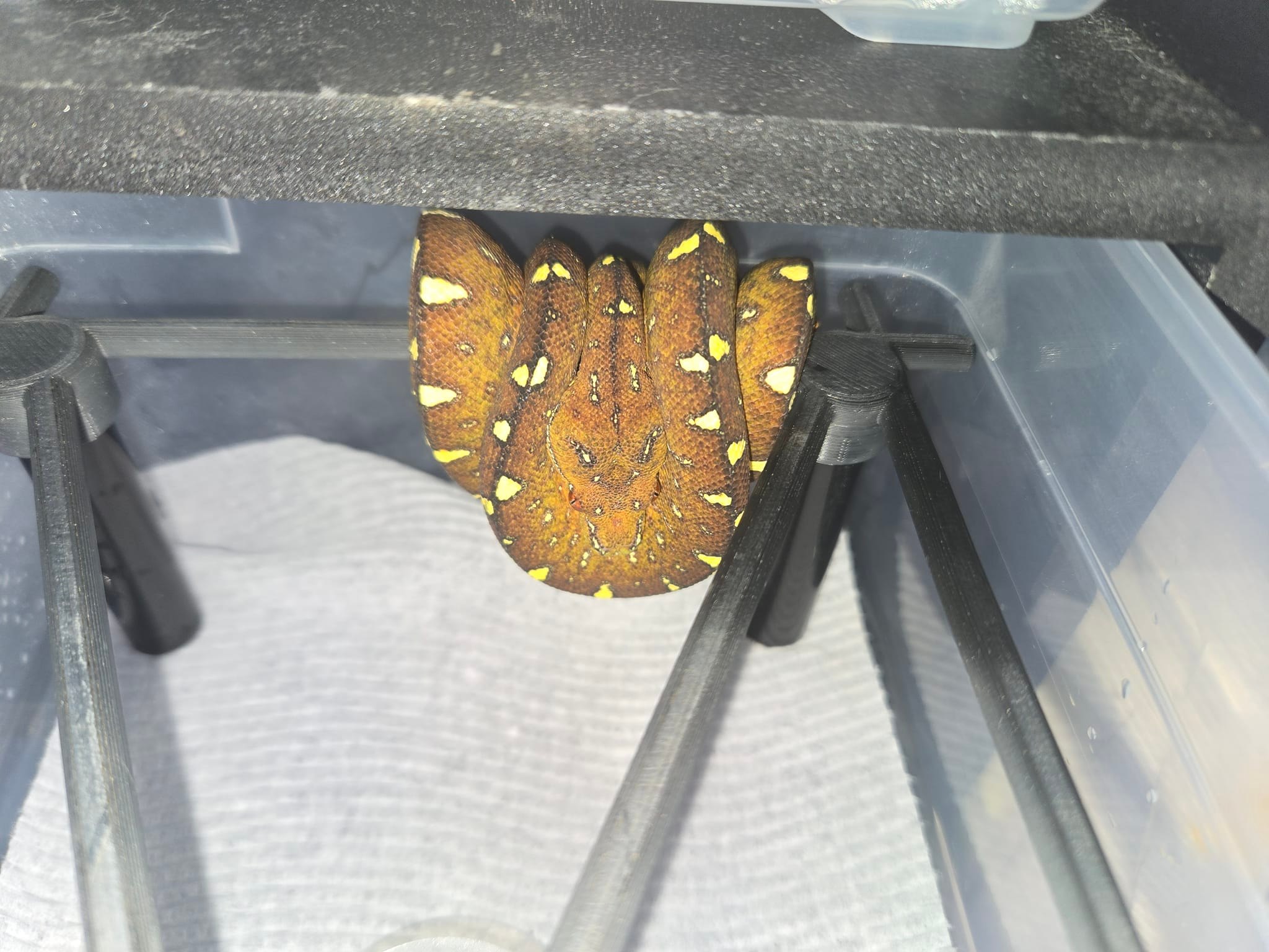 Perched Up Pythons