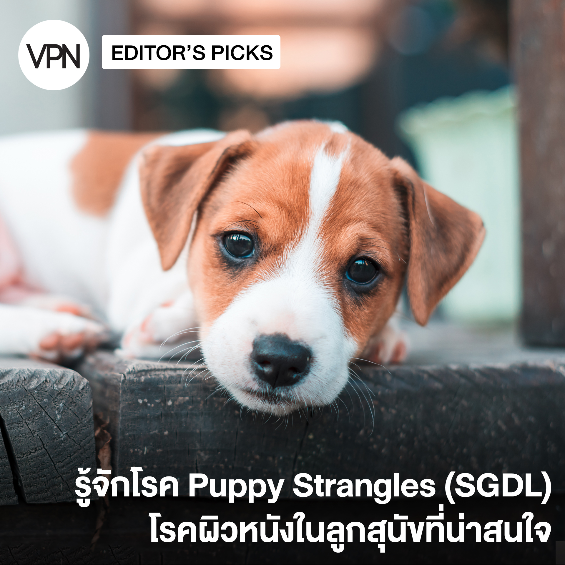 VPN Magazine - Puppy strangles (Juvenile cellulitis,... | Facebook
