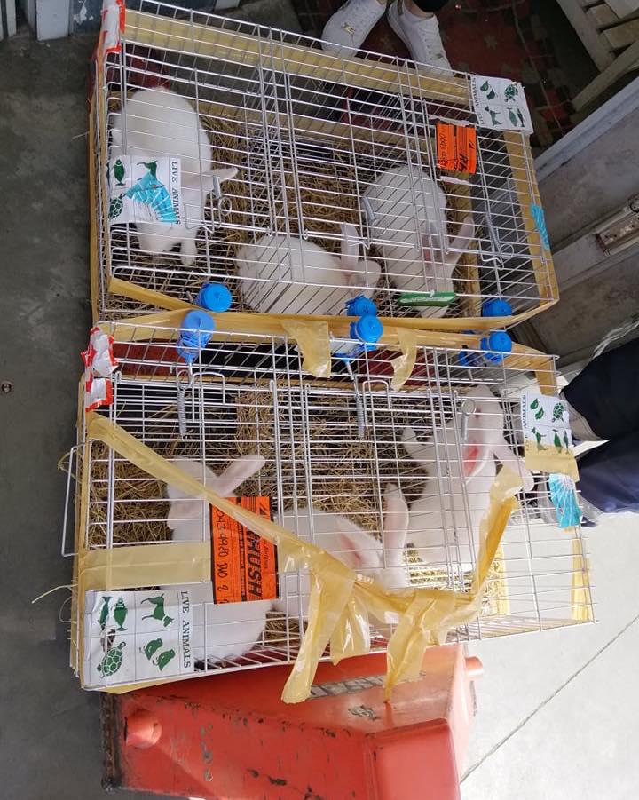 F2 Cals went to their new family in... - Elite Rabbits Ph | Facebook