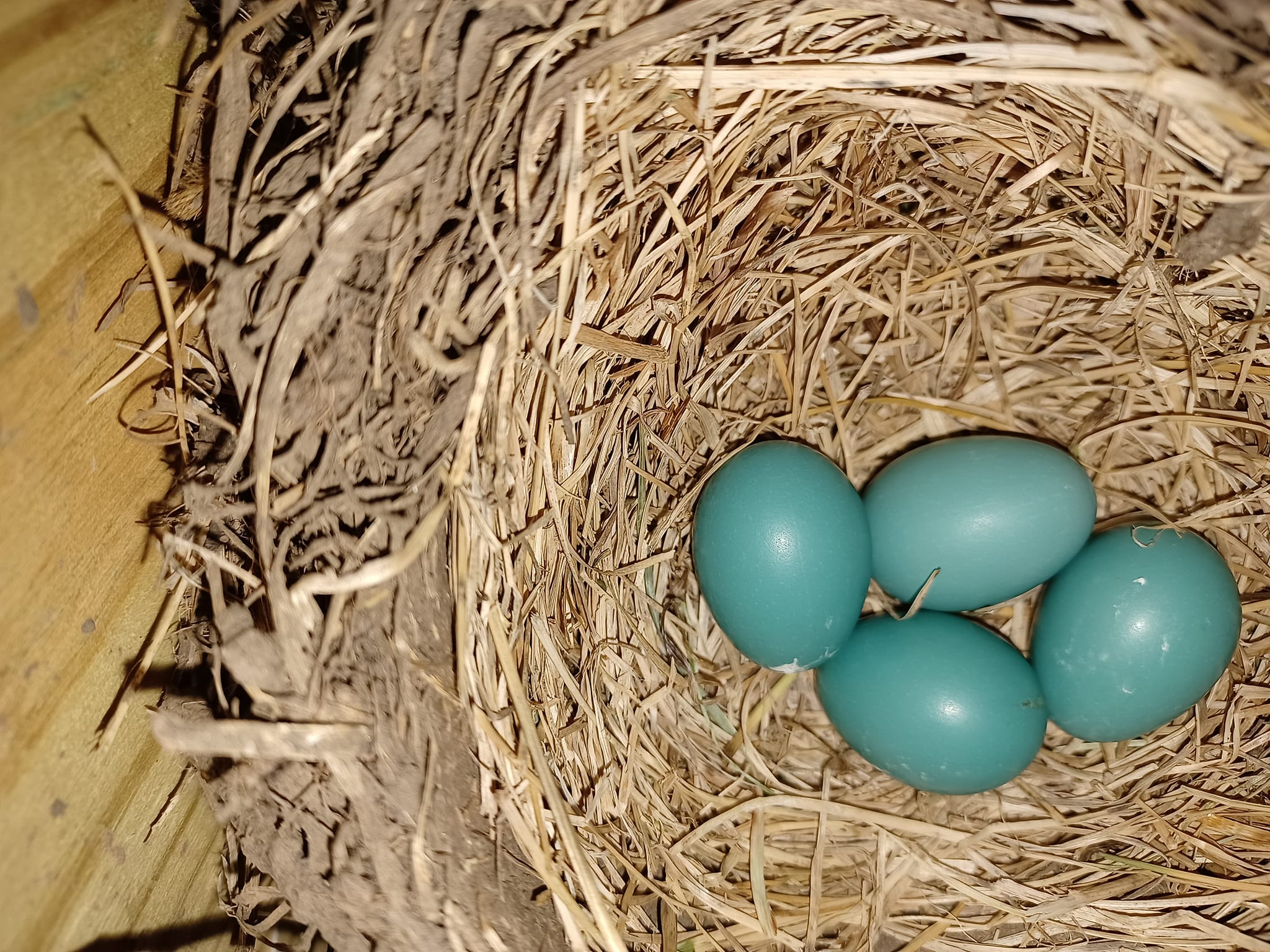 What bird's nest is under stairs in Reservoir?