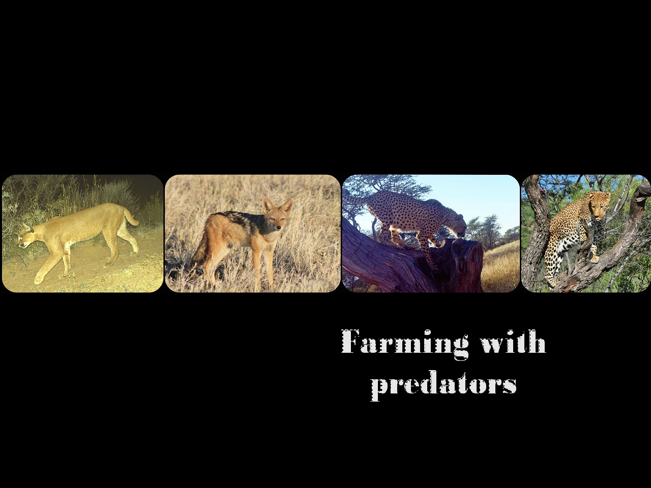Farming with Predators