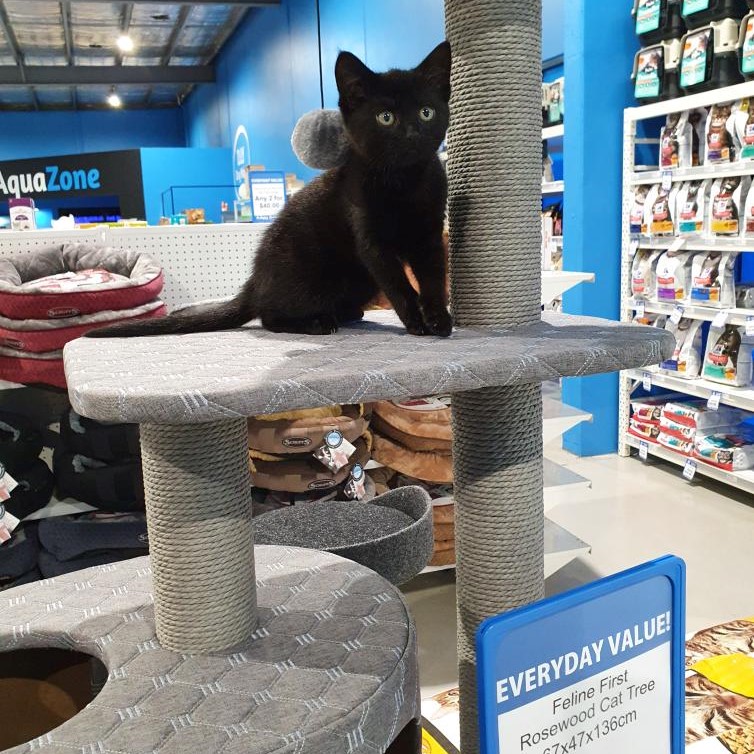 Pets Domain - Home