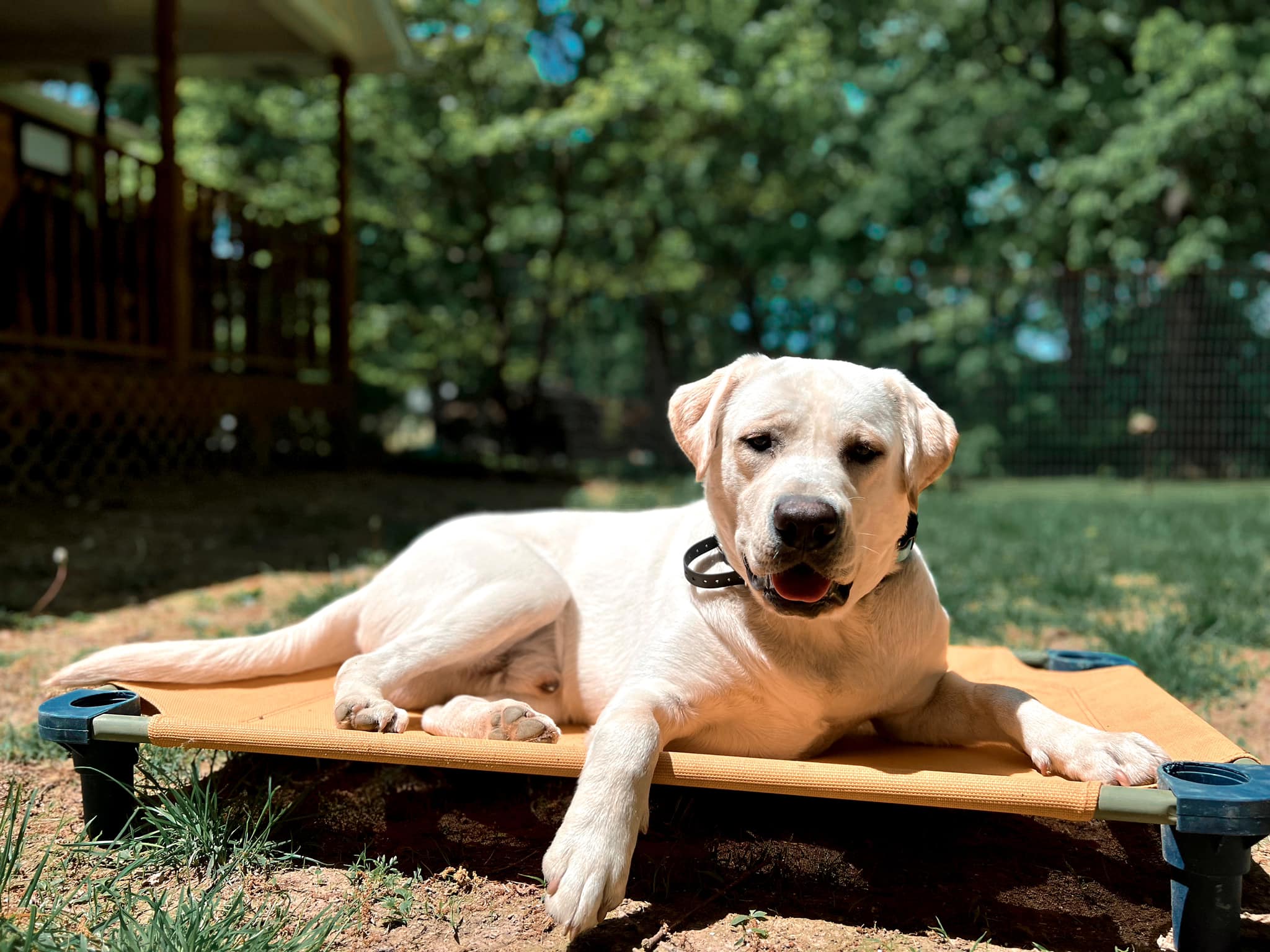 We love when... - Canine Symmetry Dog Training Services