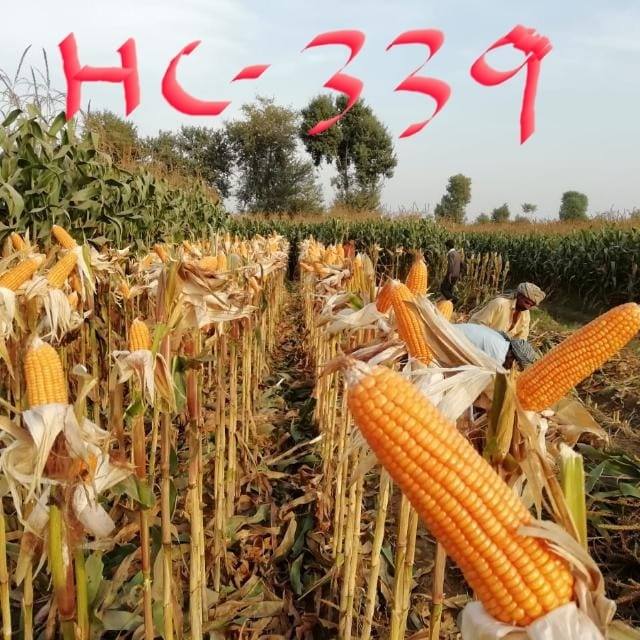 ICI SEEDS KASUR - Ici advanta 1102 | Facebook