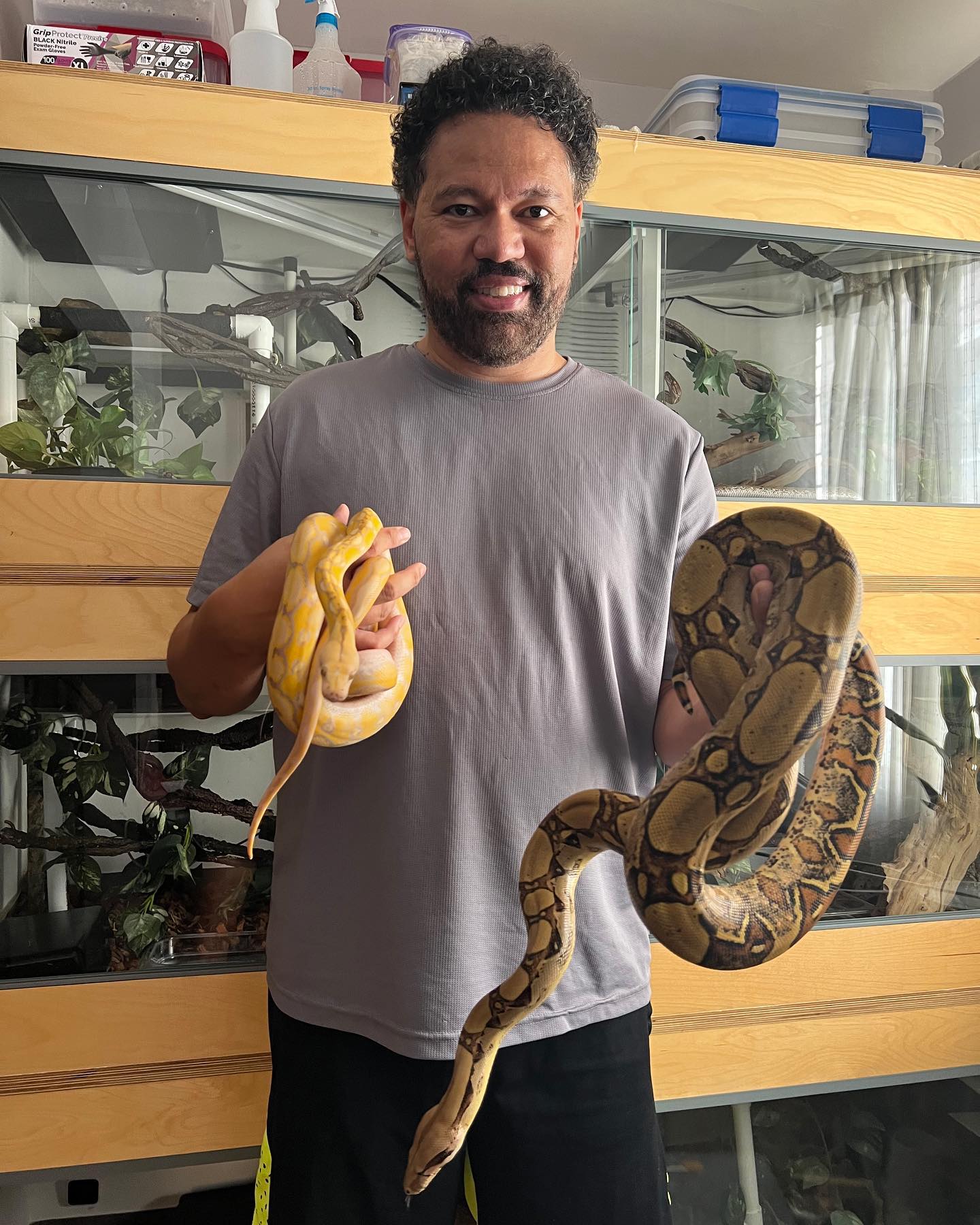 Visual Variant - Dwarf Retic vs Boa size comparison. Would... | Facebook