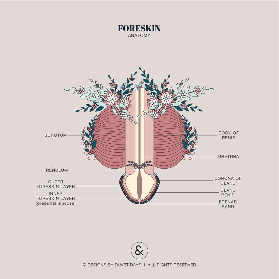 Duvet Days - The foreskin is not only the protector of the...