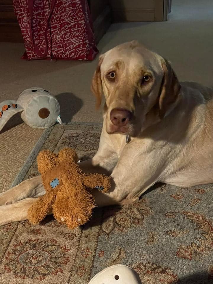 Meet Luke and Leia This beautiful... - Heartland Lab Rescue
