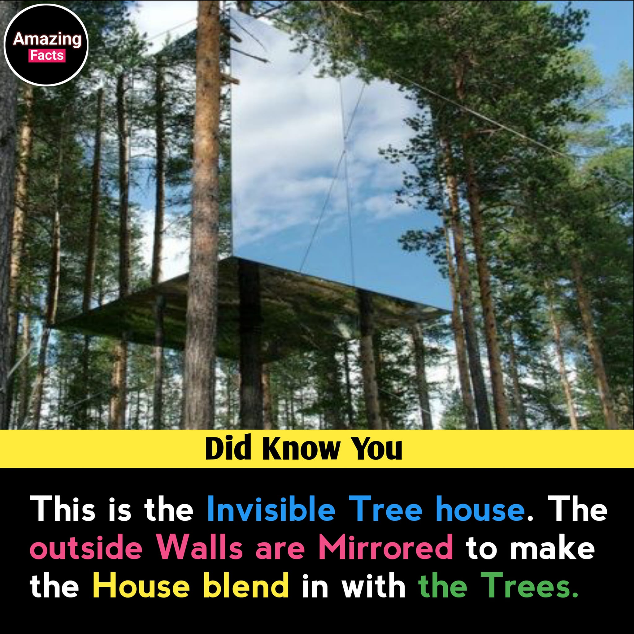 Fact & Science Hub 02 | The Invisible Tree House is a stunning ...