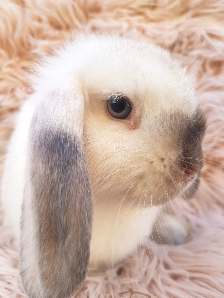 Sydney Bunnies - Minilop and Dwarf Rabbits