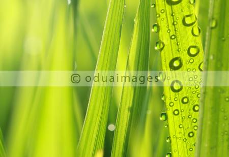 ODUA IMAGES