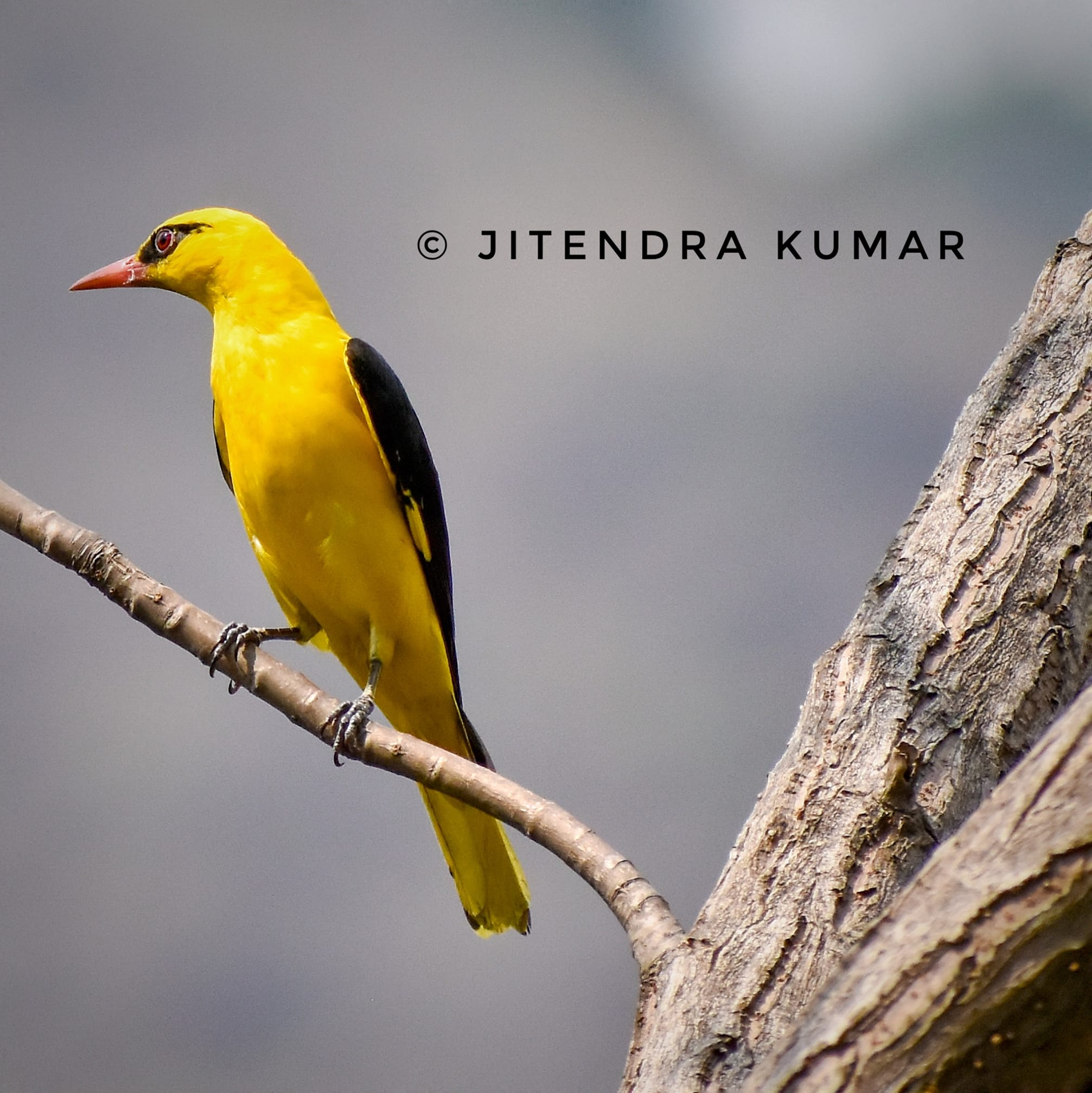 Jitendra - 𝗣𝗶𝗰𝘁𝘂𝗿𝗲 3 𝗚𝗼𝗹𝗱𝗲𝗻 𝗢𝗿𝗶𝗼𝗹𝗲 @𝗡𝗲𝗮𝗿 𝗜𝘀𝗵𝘄𝗮𝗿 𝗗𝗵𝗮𝗯𝗮 ( 𝗚𝗼𝗱'𝘀 𝗼𝘄𝗻 ...