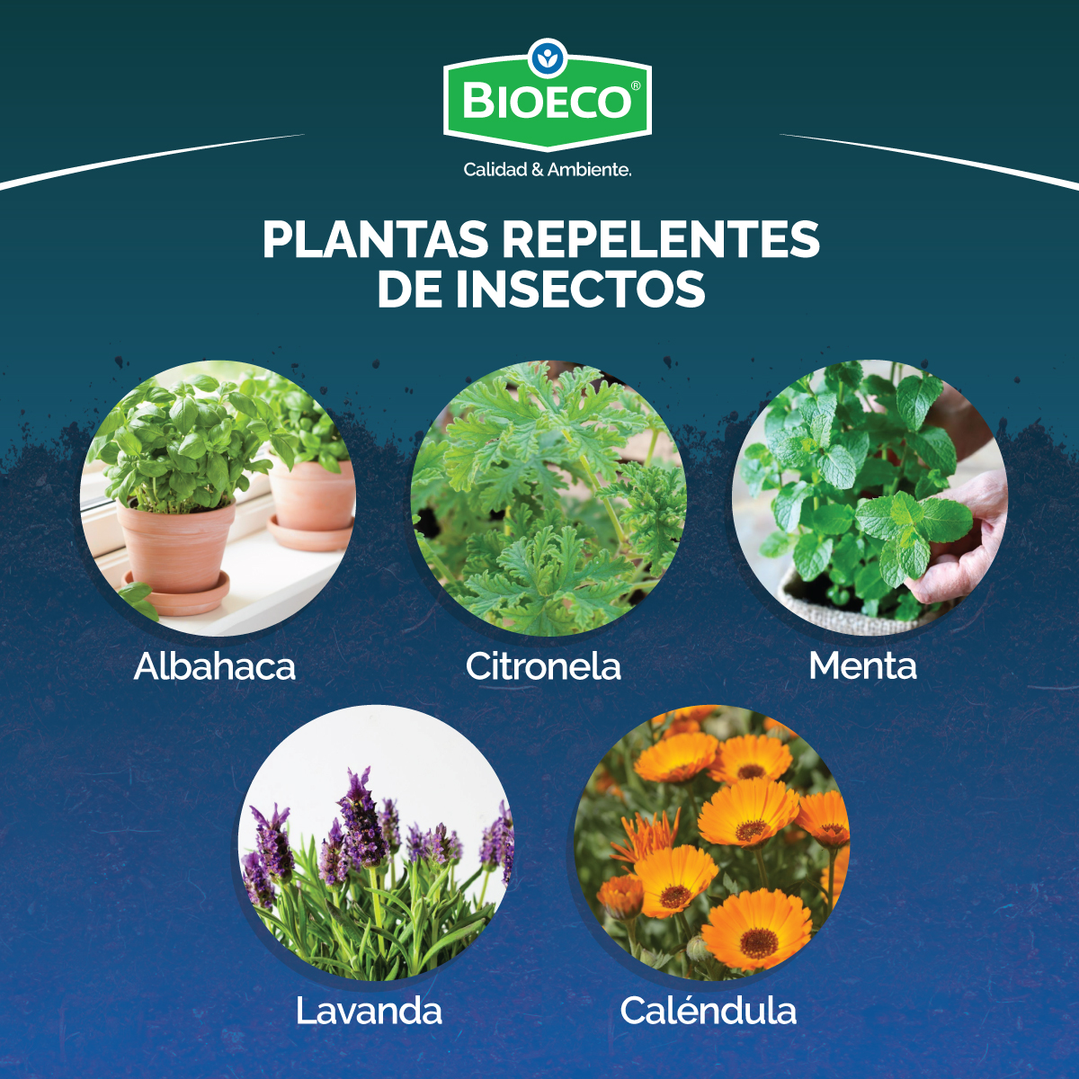 Bioeco CR - Muchos nos preguntan que plantas les... | Facebook