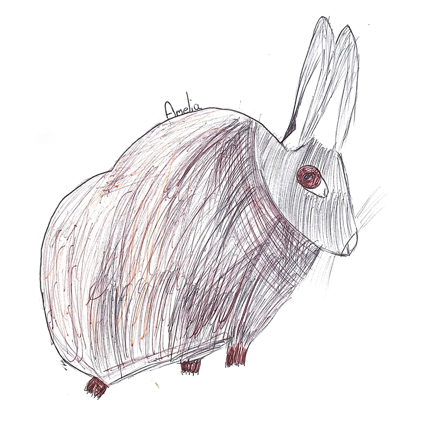 Happy Saturday! European Rabbit... - Drawing for the Planet | Facebook