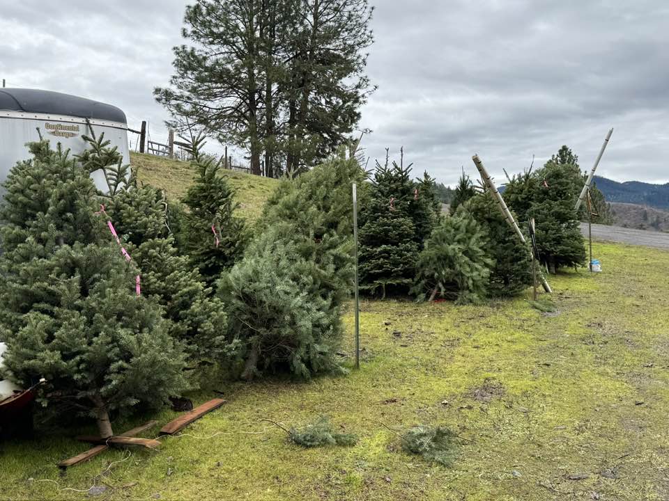 Roberts Christmas Tree Farm | Roseburg OR