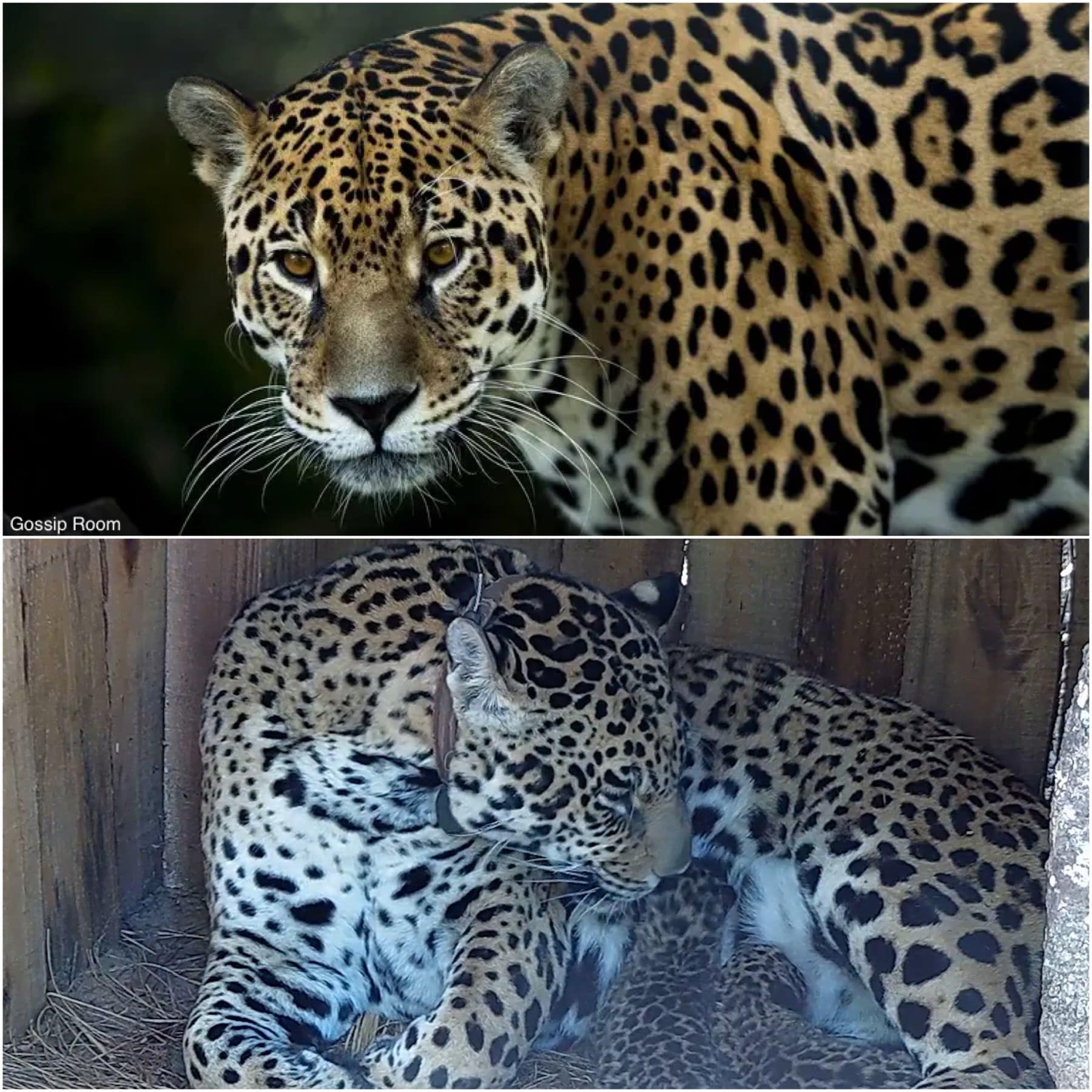 Comment Sappelle Le Bebe Du Jaguar