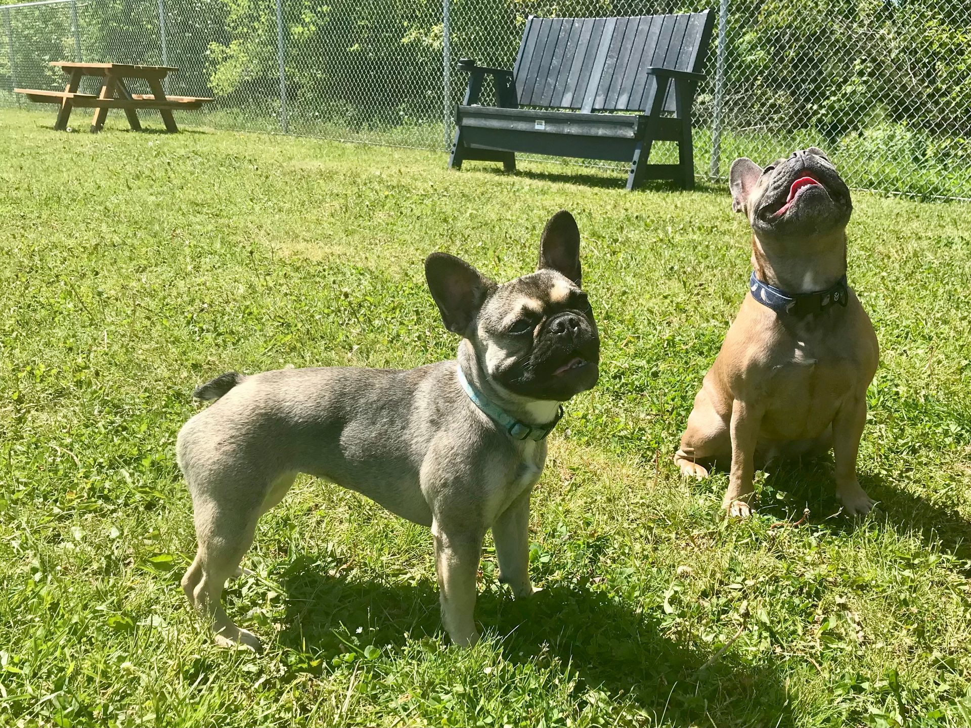 NOW OPEN: SPRYFIELD OFF-LEASH DOG PARK Spryfield now has a fully fenced ...