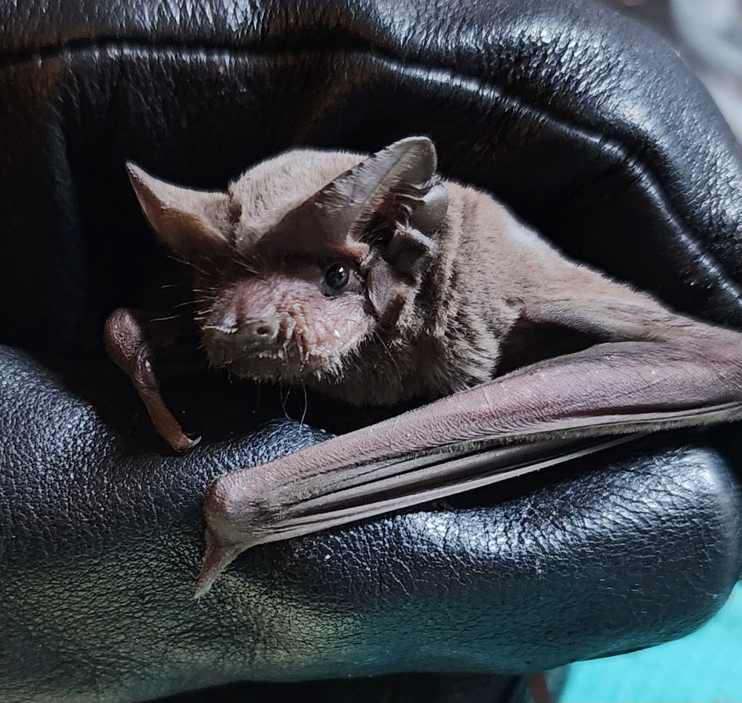 AZ Bat Rescue | Facebook