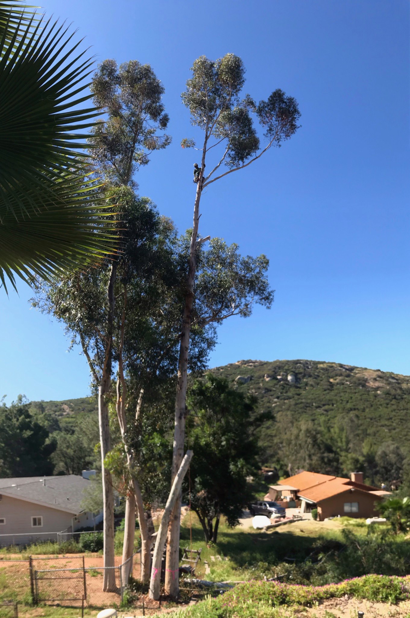 Pope Tree Service | Ramona CA