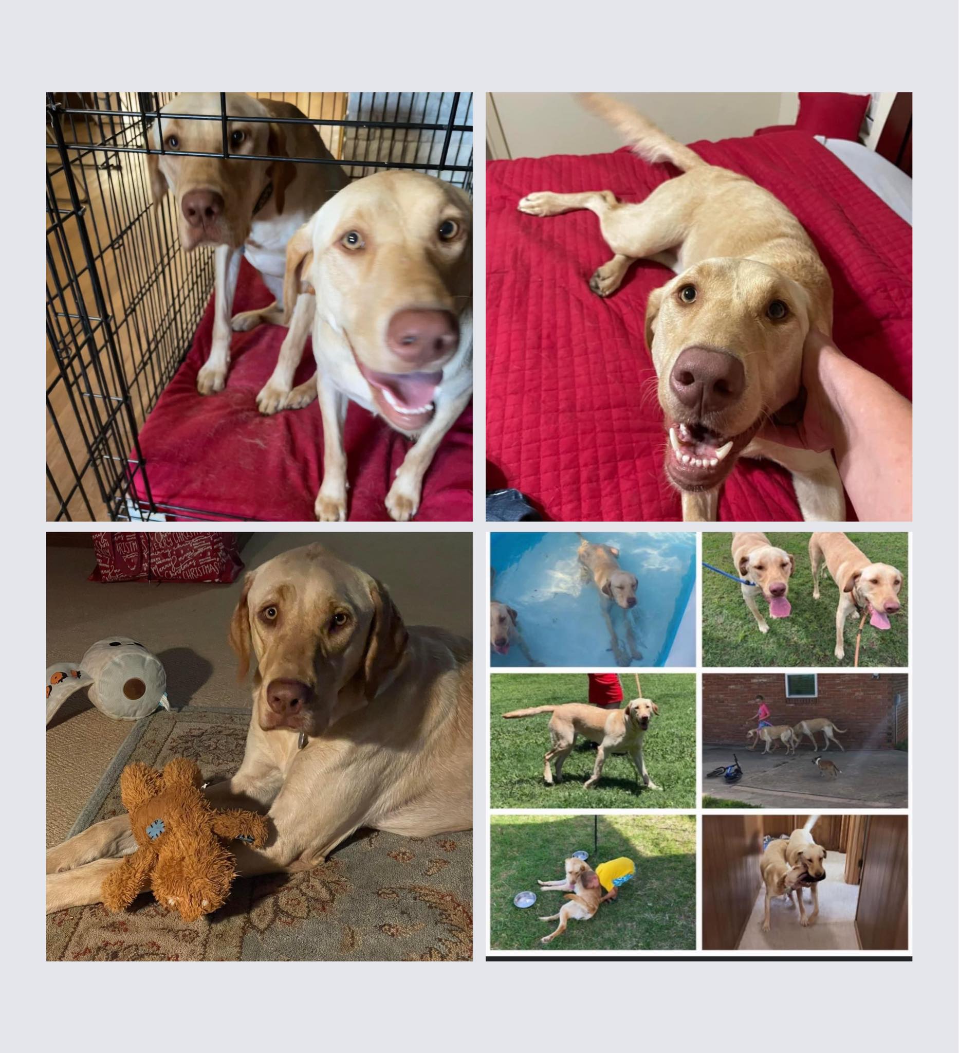 ‼️ Adopted‼️ Meet Luke and Leia... - Heartland Lab Rescue | Facebook