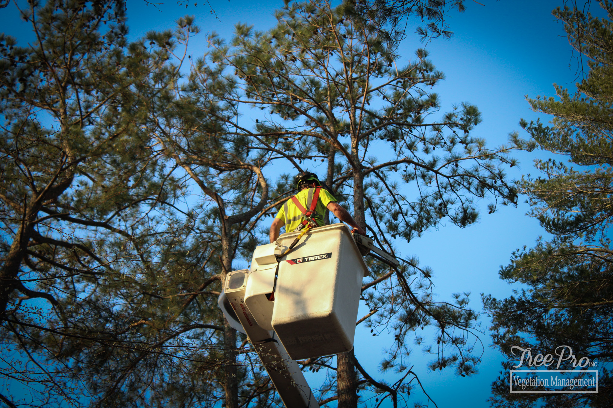 Tree Pro. Inc - One of our residential crews is currently...