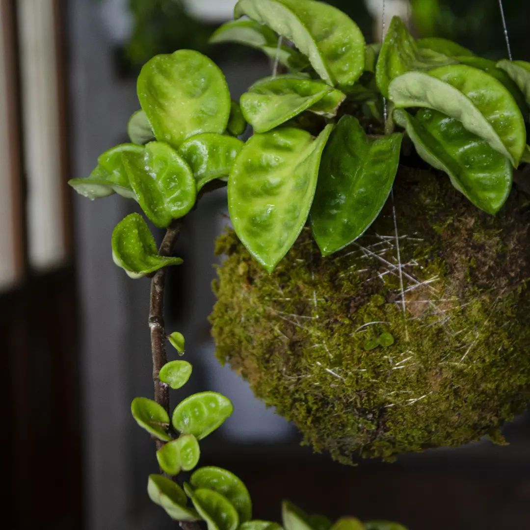 Plant - 🌸 Kokedama 🌸 °• Orchidea Phalaenopsis•° . Appartenente alla ...