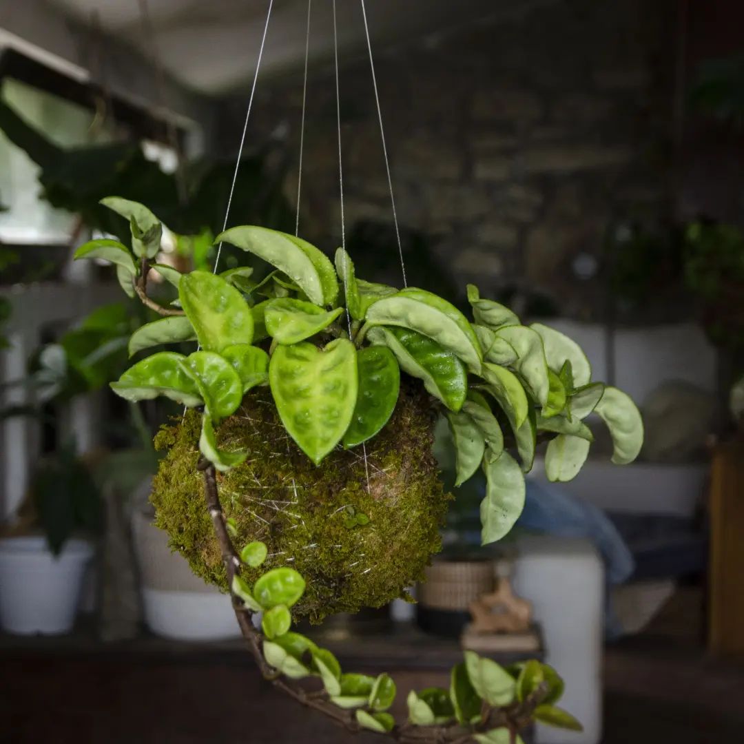 Plant - 🌸 Kokedama 🌸 °• Orchidea Phalaenopsis•° . Appartenente alla ...