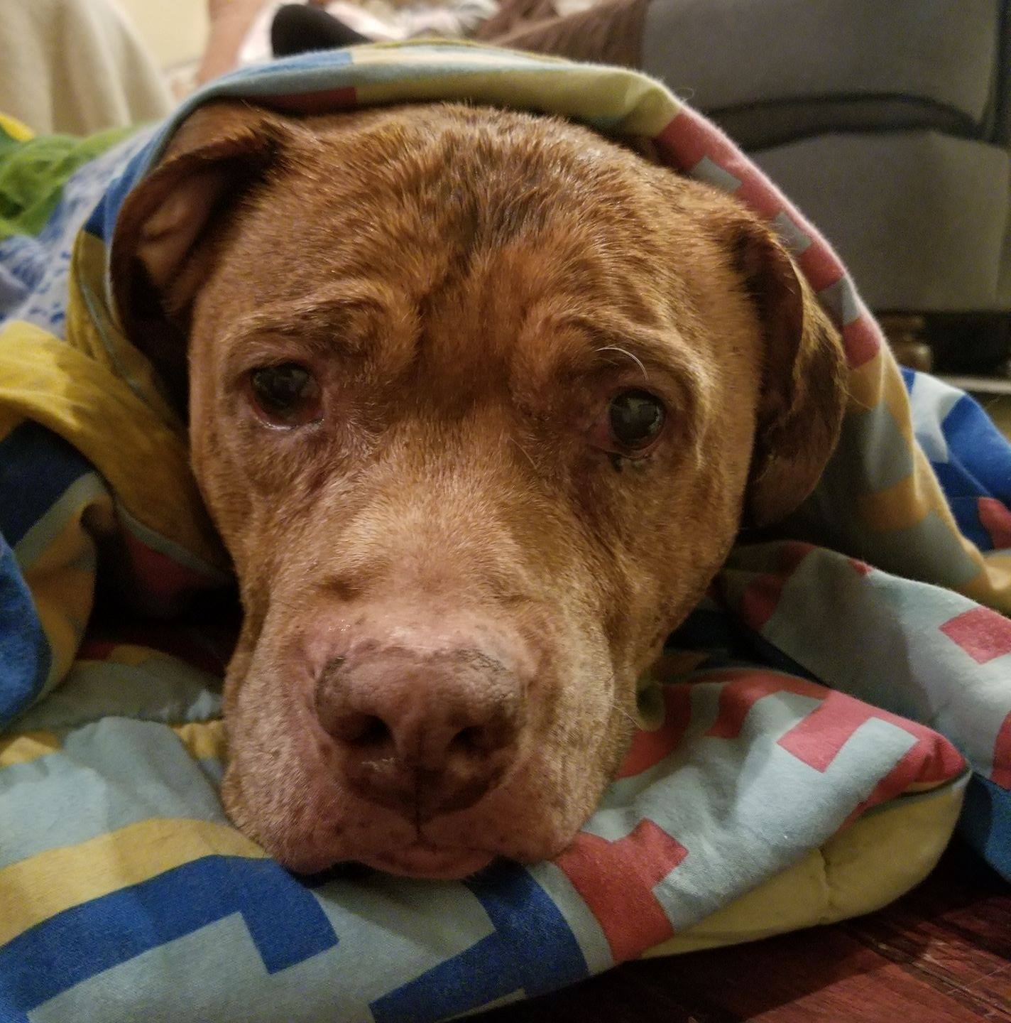 The pups are confuzzled......we haven't received ANY donations for a ...