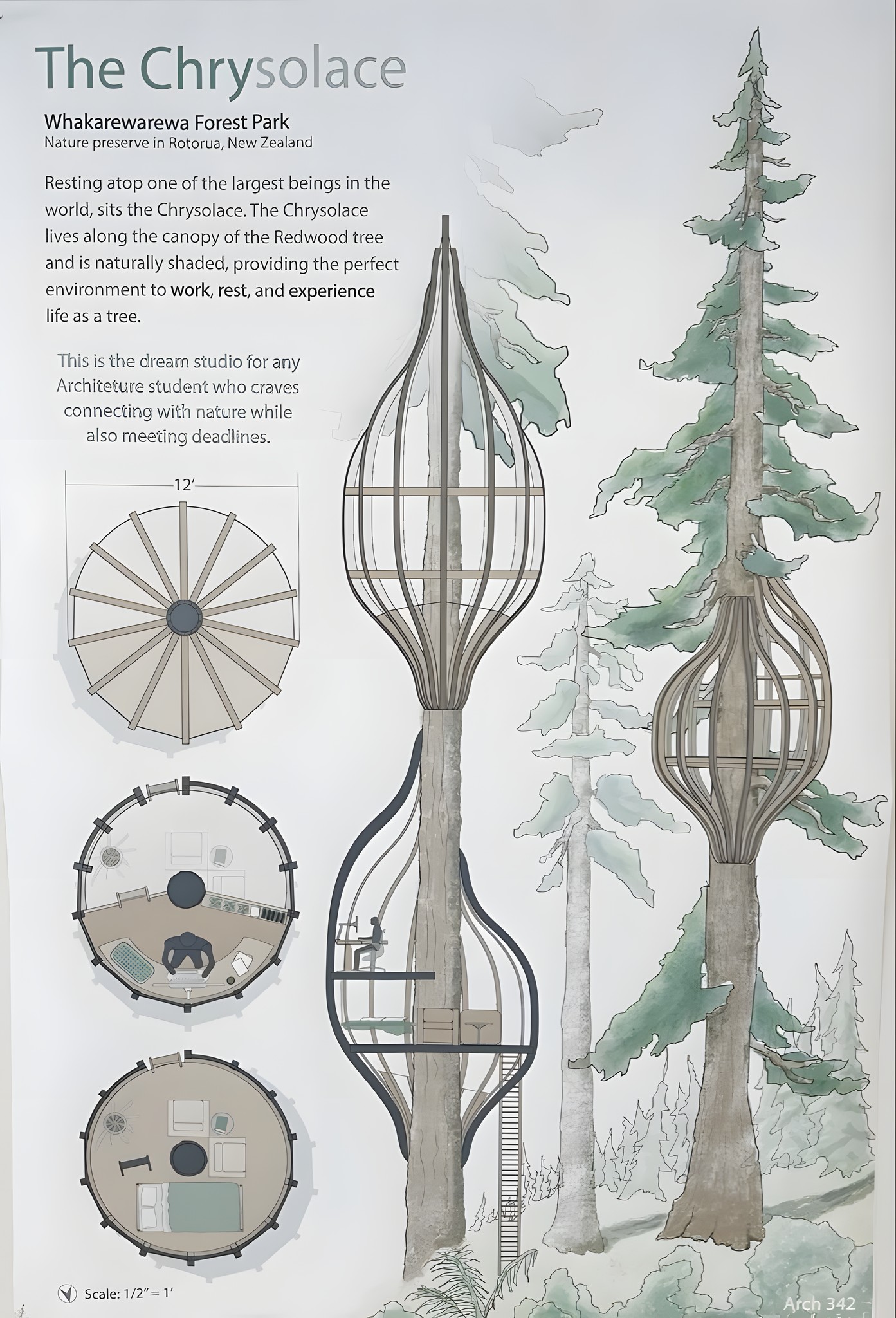 Nature’s - The Chrysolace: A Treehouse Studio Nestled in the Redwood ...