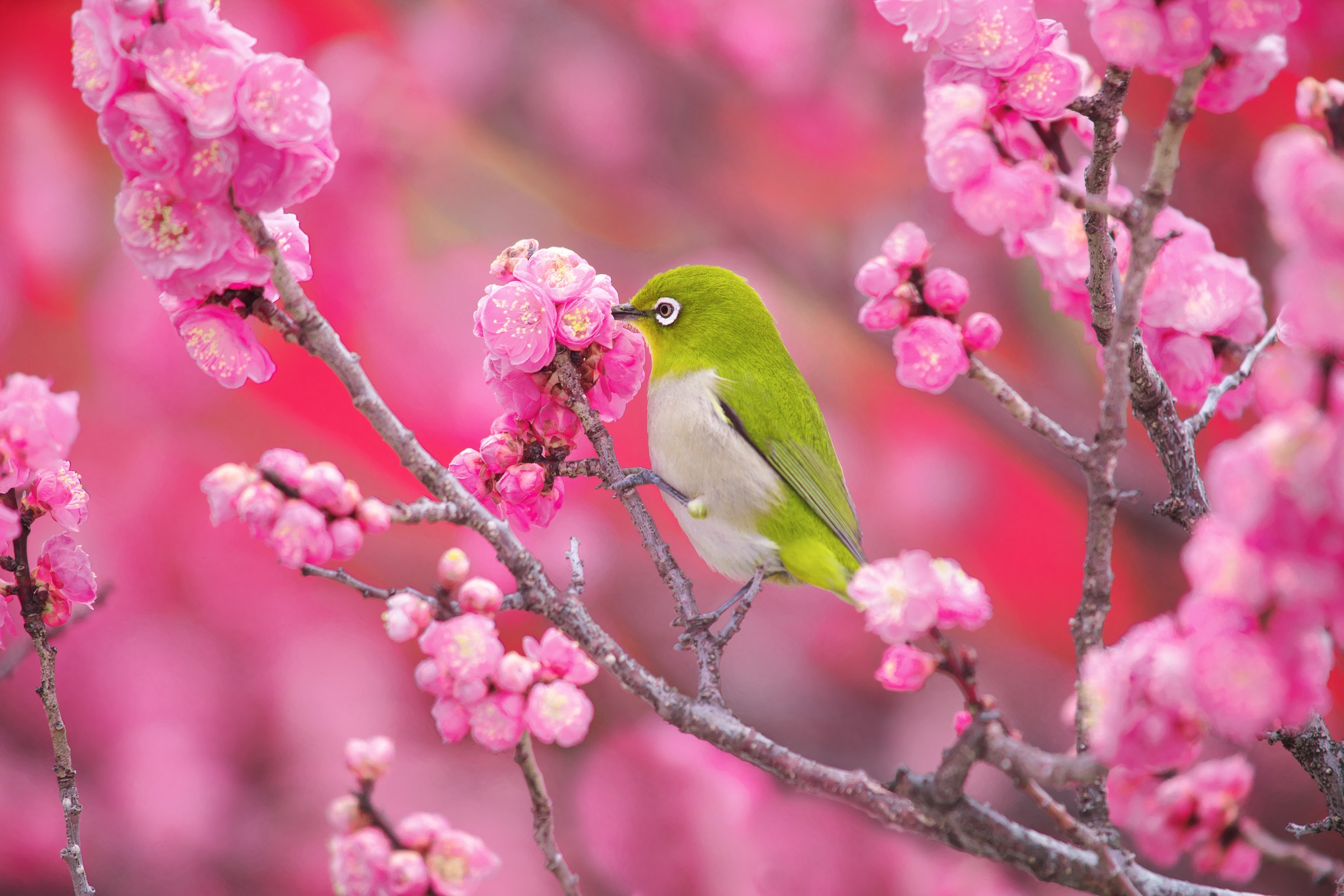 Ume / #梅 or Japanese apricot starts blooming in late winter, it