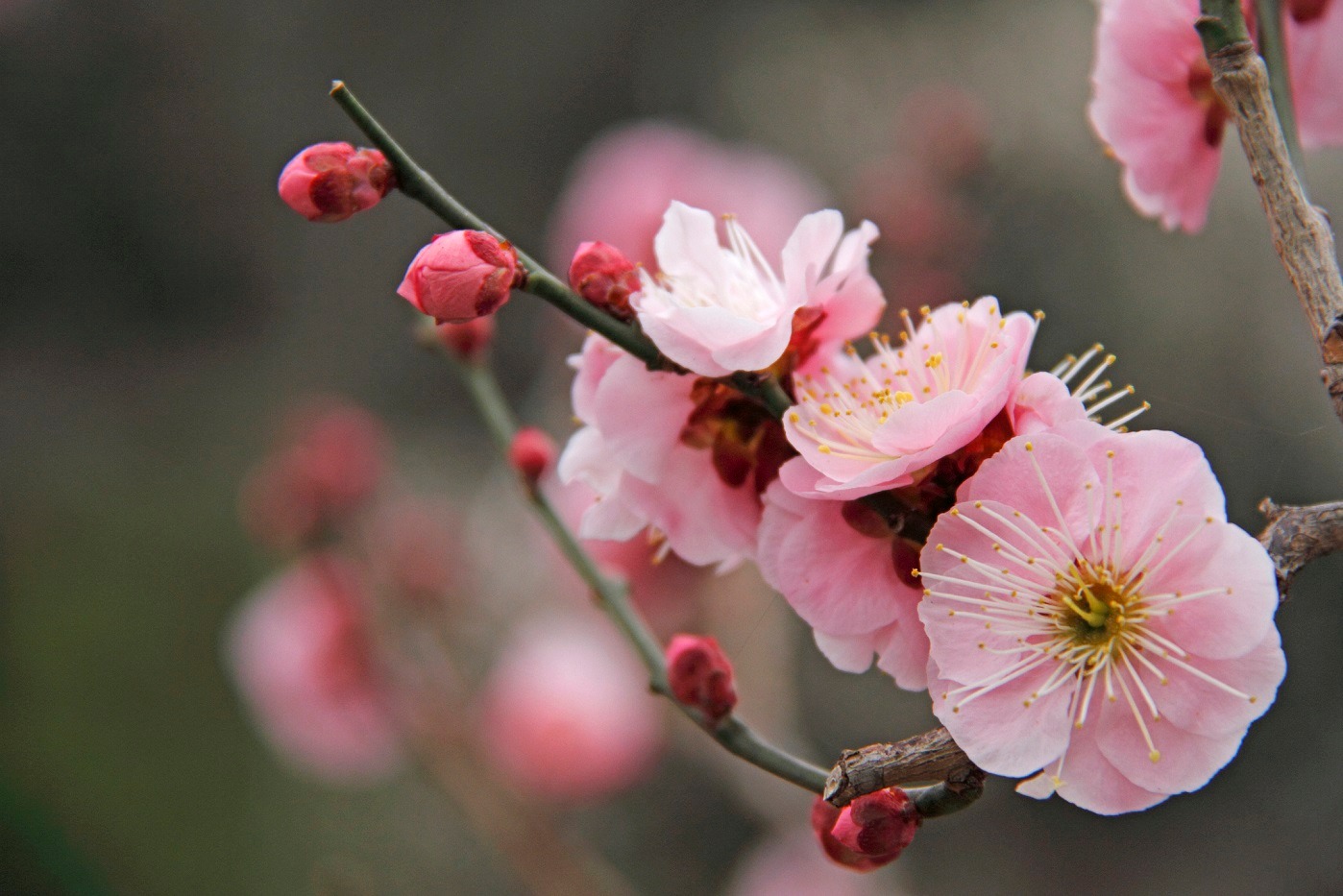 Ume / #梅 or Japanese apricot starts blooming in late winter, it