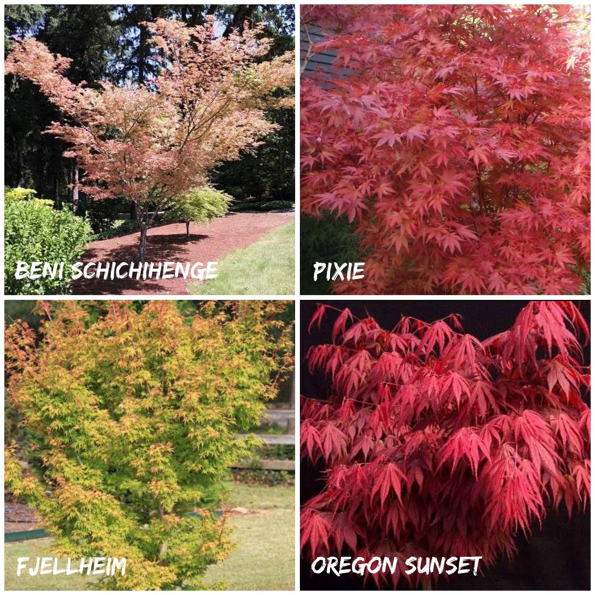 Springvale - Dwarf Maples Instore Now Beni Schichihenge - Small compact ...