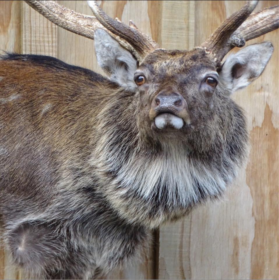 Nice fallow stag in its final stages... - Ruahine Taxidermy
