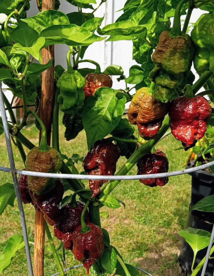 Canadian Seeds - Devils Brain Pepper Count 5 Seed