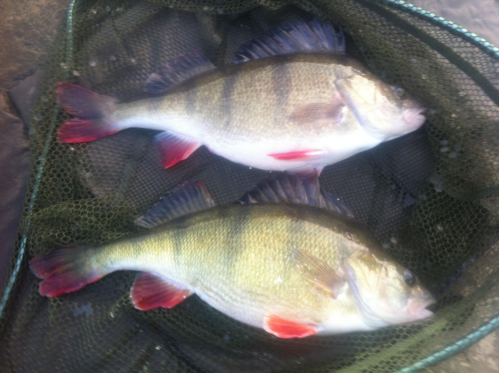 Martin - Big Perch still coming thick and fast - brace of 3s | Facebook