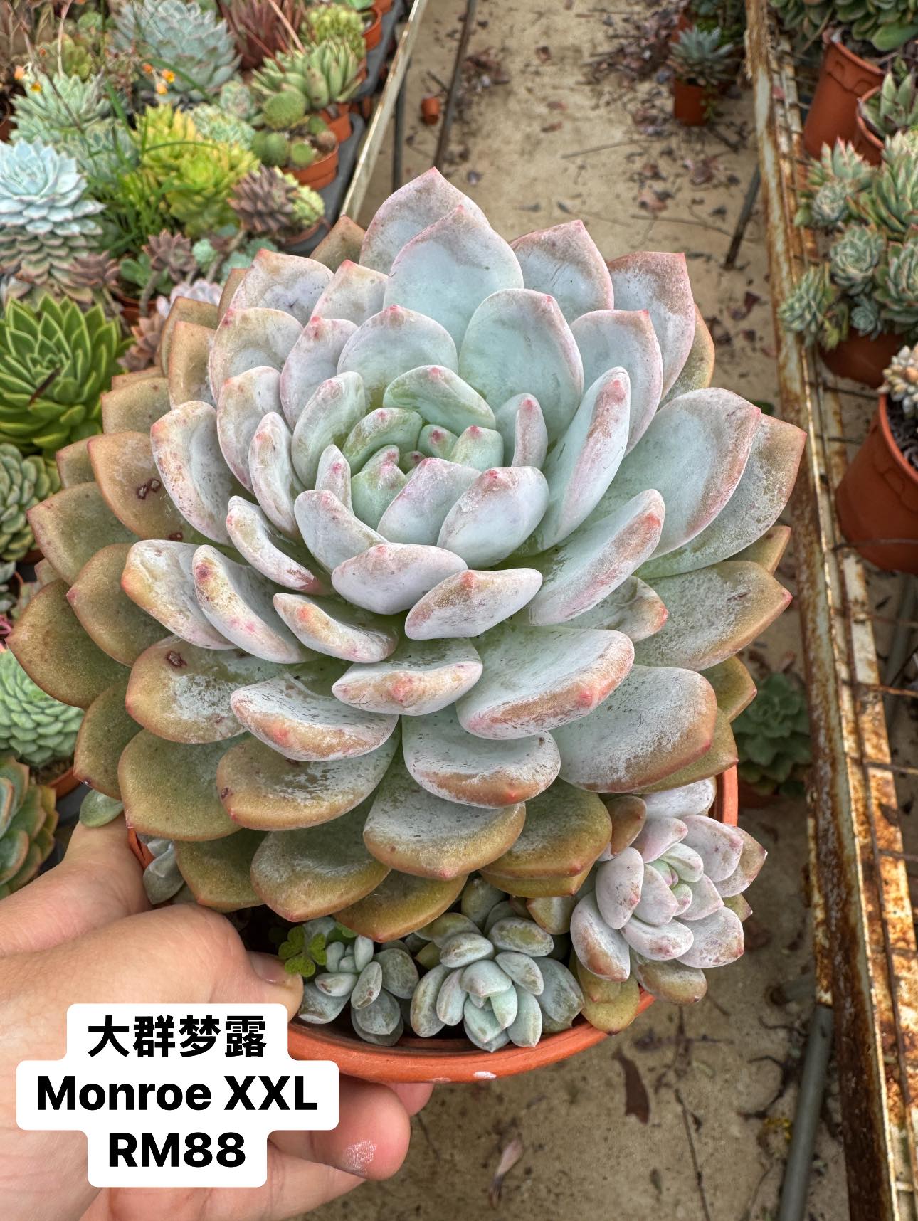 Part 8 December•十二月份超大梦露•XXL Monroe Succulent•多肉植物#一