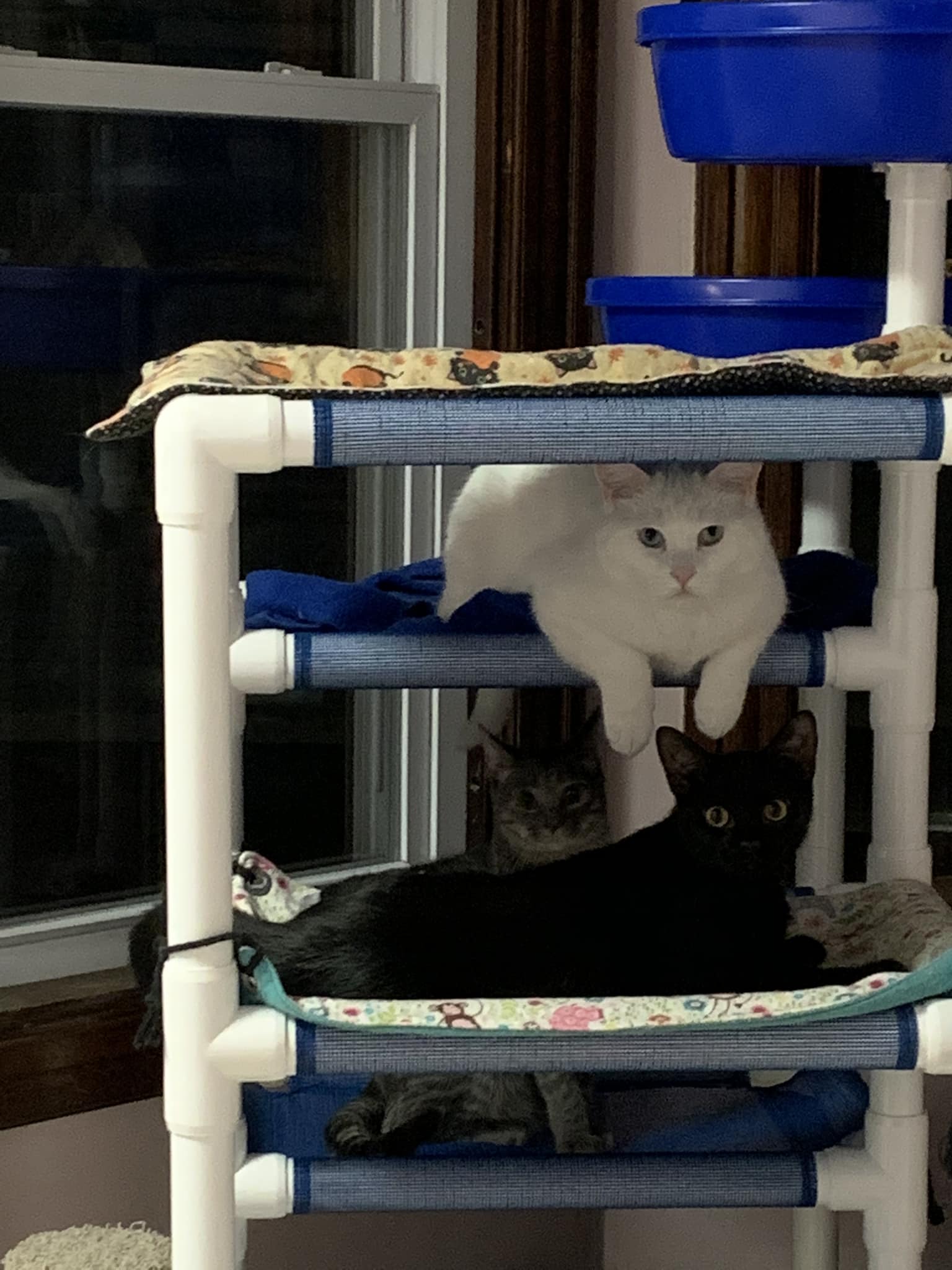 Zane-R pic Ziggy- new member to the family Love my orange cats!