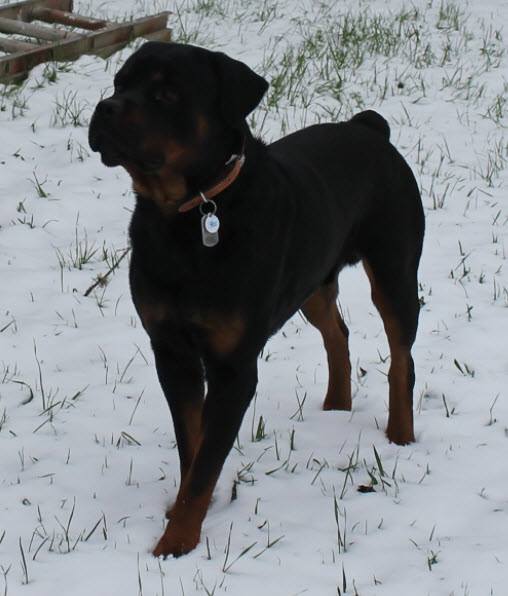 Rusk Rottweilers | Oakland OR