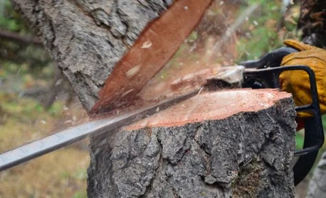 High Performance Tree Service LLC | Pittstown NJ