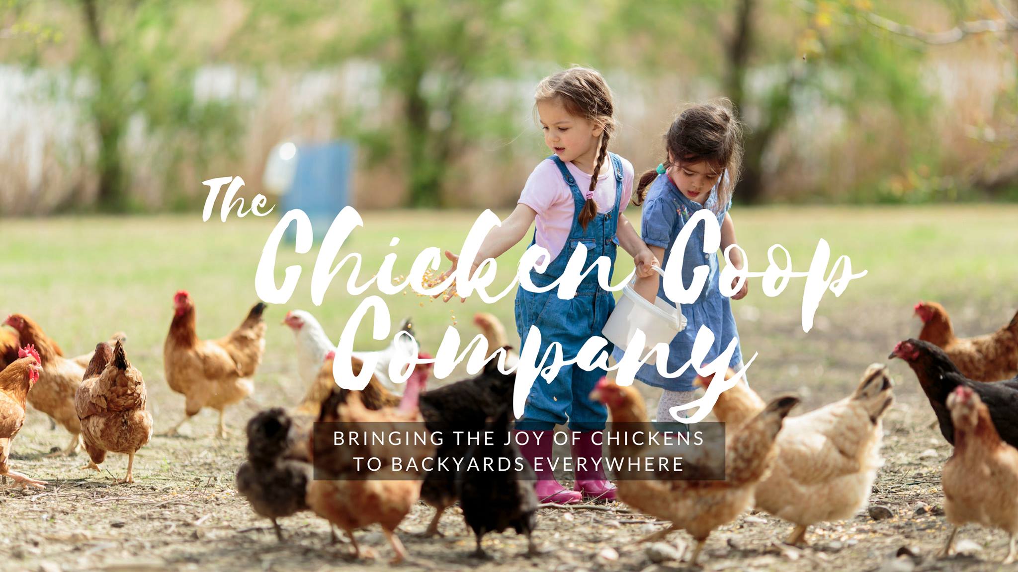 hen-haven-which-chicken-breeds-lay-the-most-eggs-our-facebook