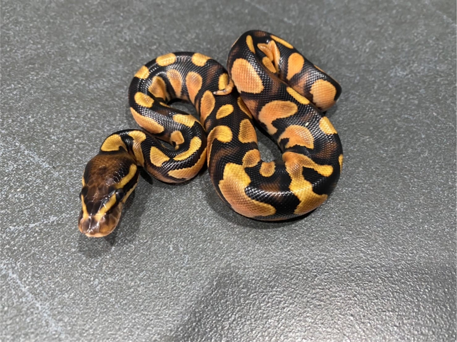 Morph Mutation - วันนี้จัดโปรลดราคาทุกตัวใครสนใจเข้ามาสอบถา... | Facebook