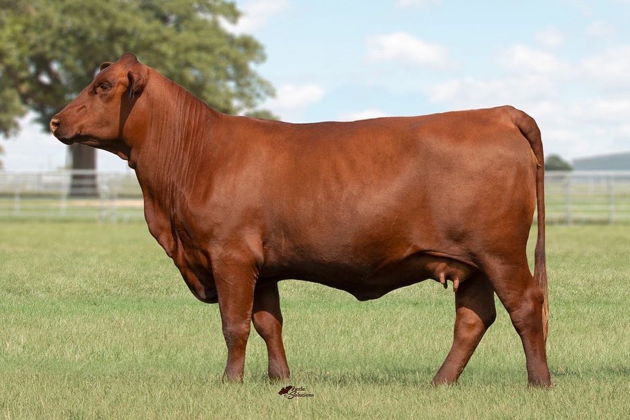 This is Strait Ranches' lead off pair in the 2022 Strait-Hefte “Tried ...