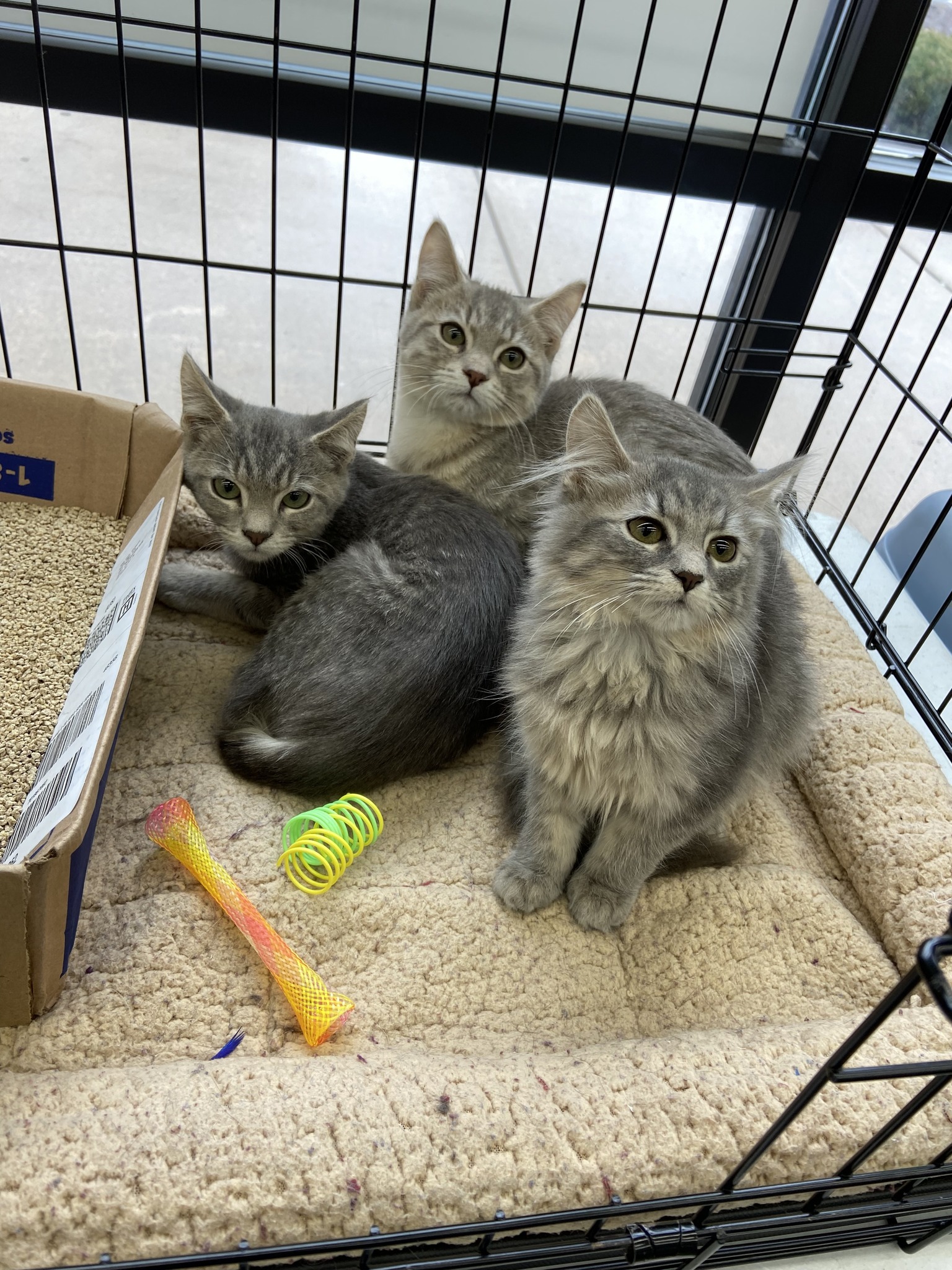 Pet Supplies... - Pet Supplies Plus-Crown Point, Indiana
