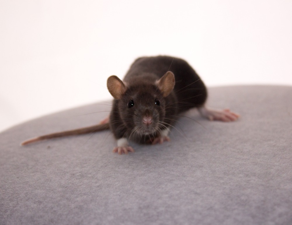 NZ Registered Rat Breeders... - NZ Registered Rat Breeders