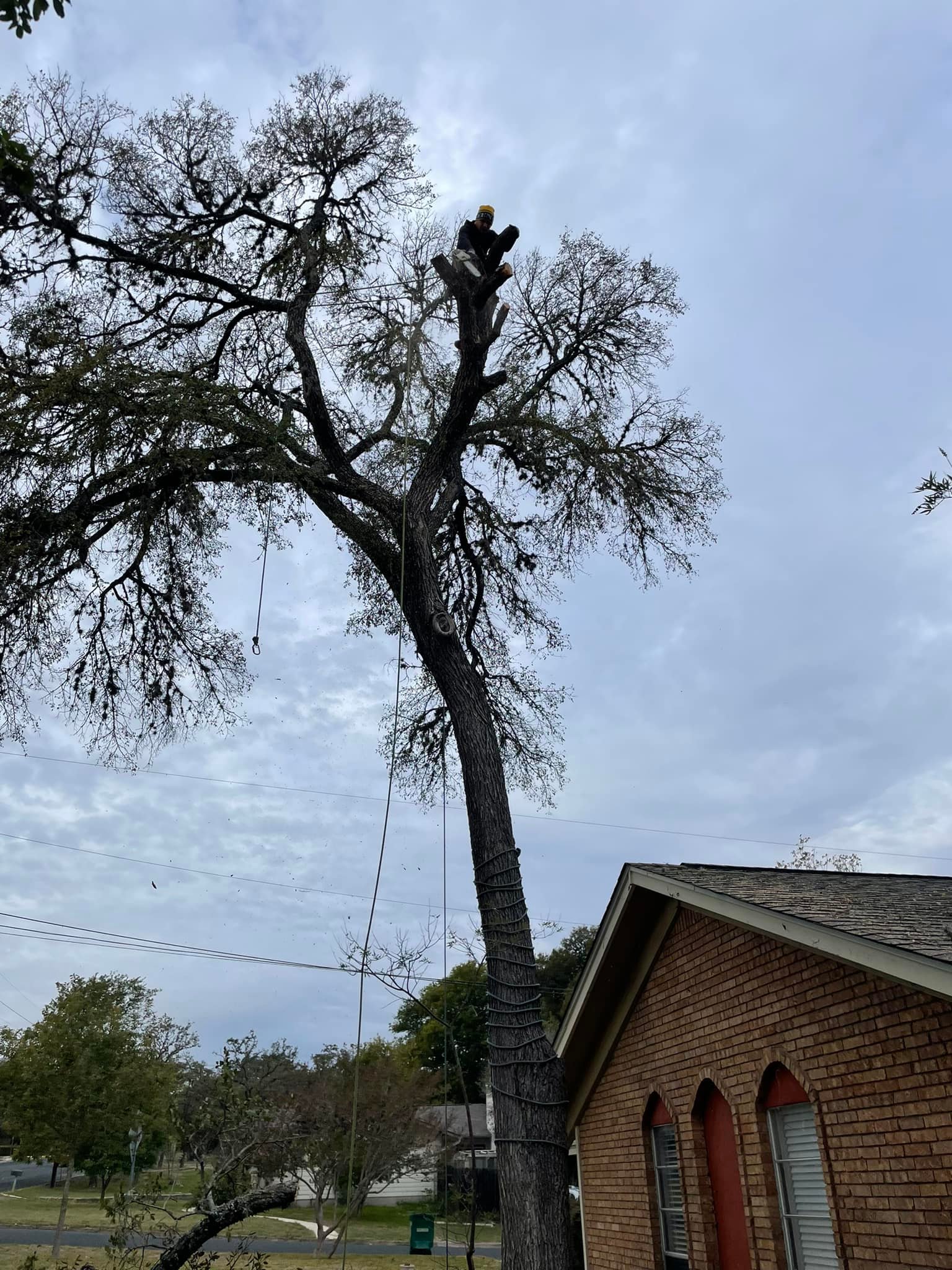 Berrios tree service | San Antonio TX