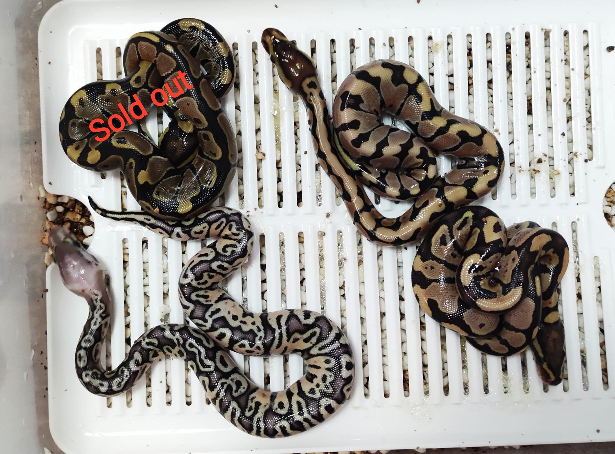 Snake Gentleman - คอกแรกของฟาร์มเราออกมาปุ๊บ... | Facebook